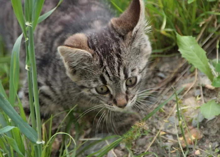 Schuistlhof * Sillian