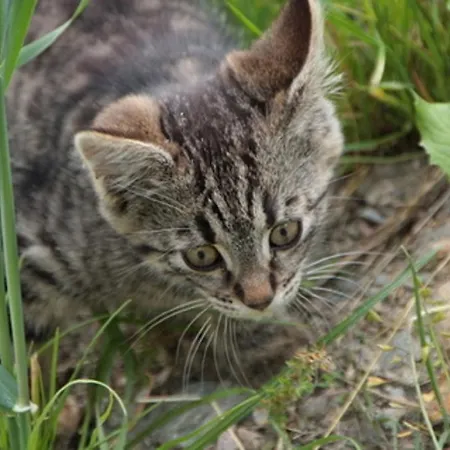 Schuistlhof * Sillian